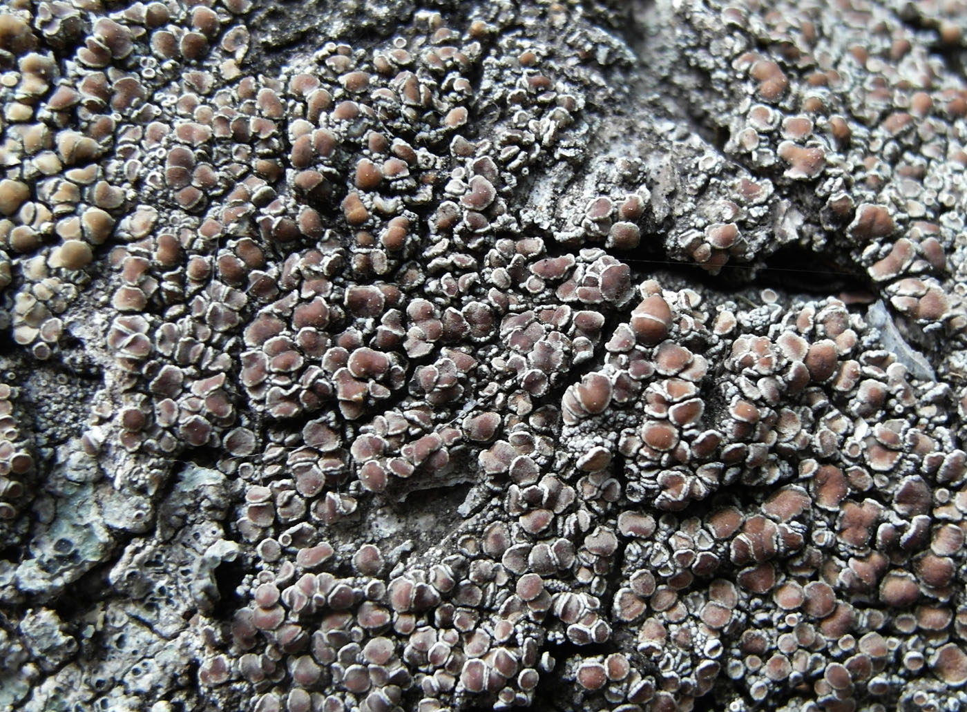 Изображение особи Lecanora cenisia.