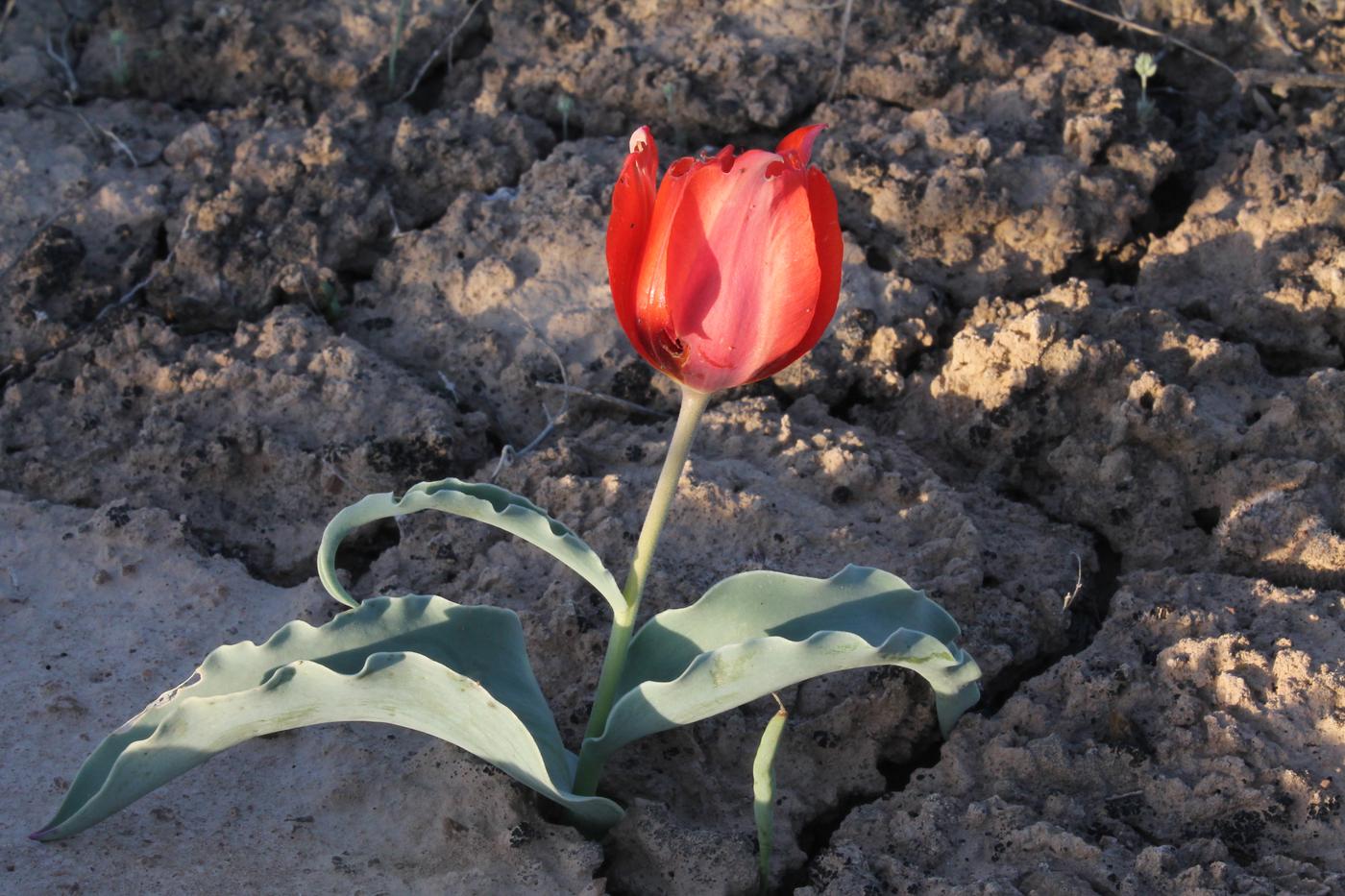 Изображение особи Tulipa alberti.