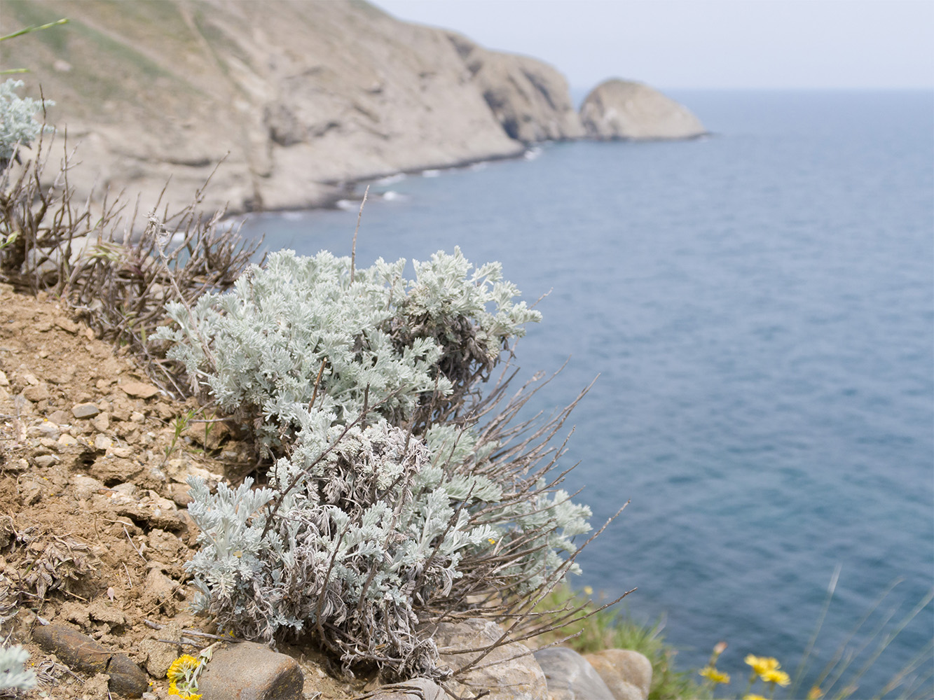 Image of Artemisia lercheana specimen.