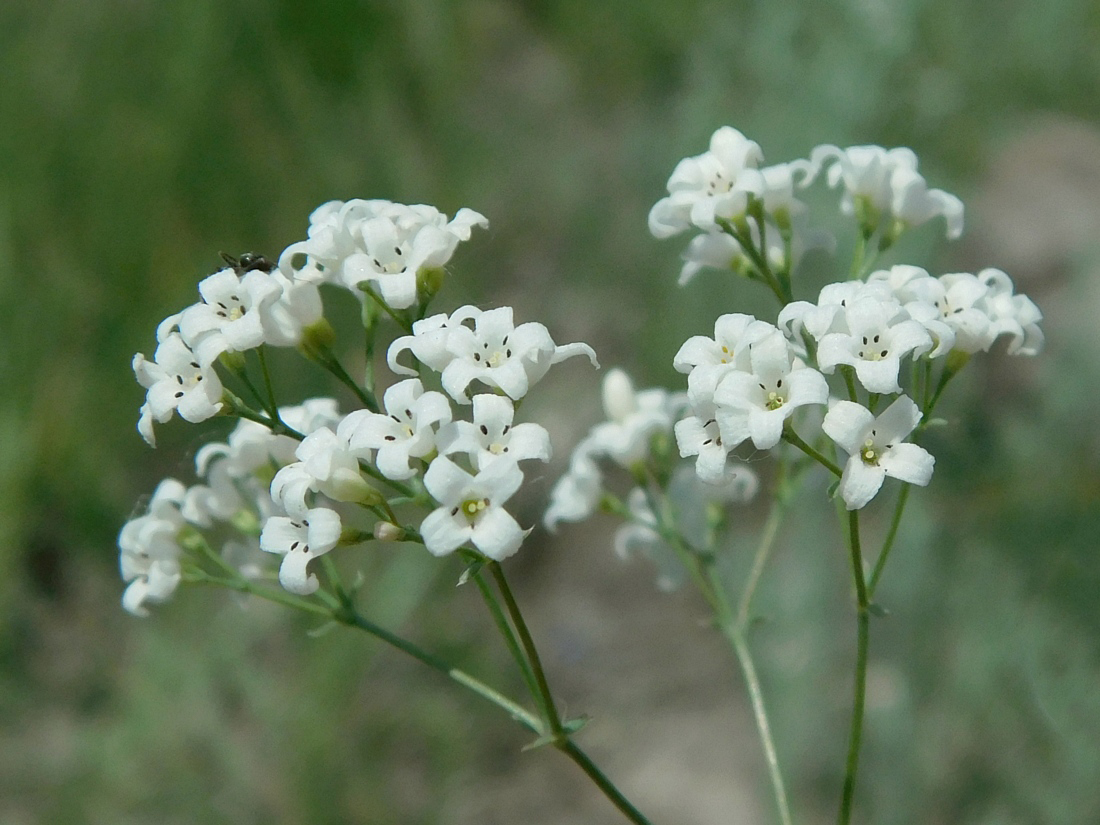 Image of Galium octonarium specimen.