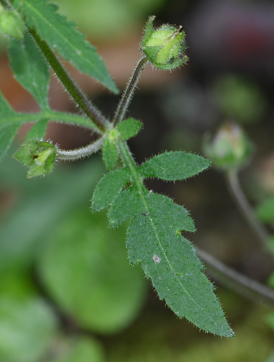 Image of Calceolaria tripartita specimen.