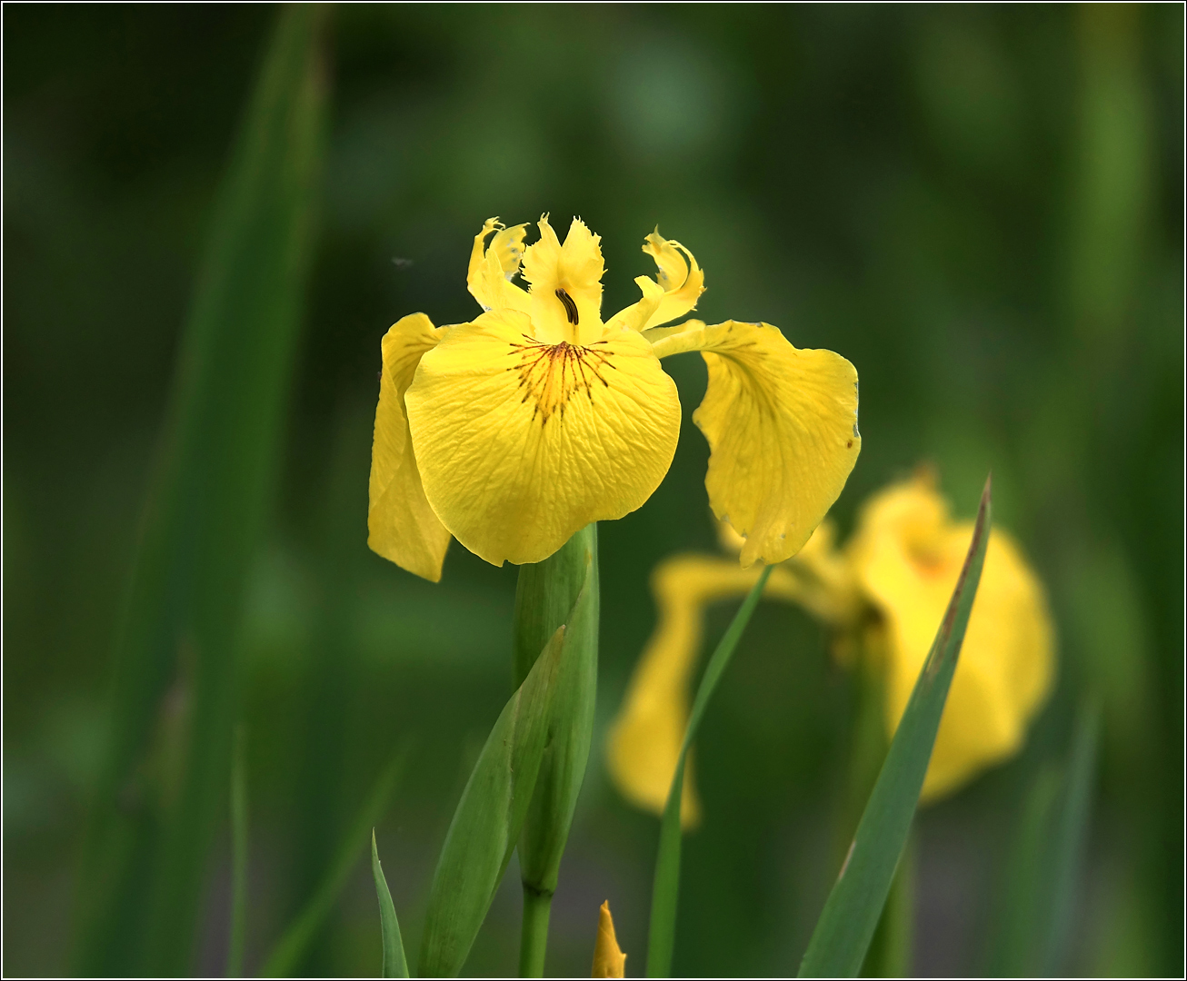 Image of Iris pseudacorus specimen.