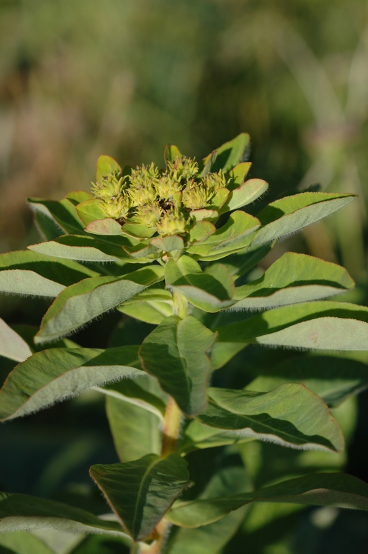 Изображение особи Euphorbia pilosa.