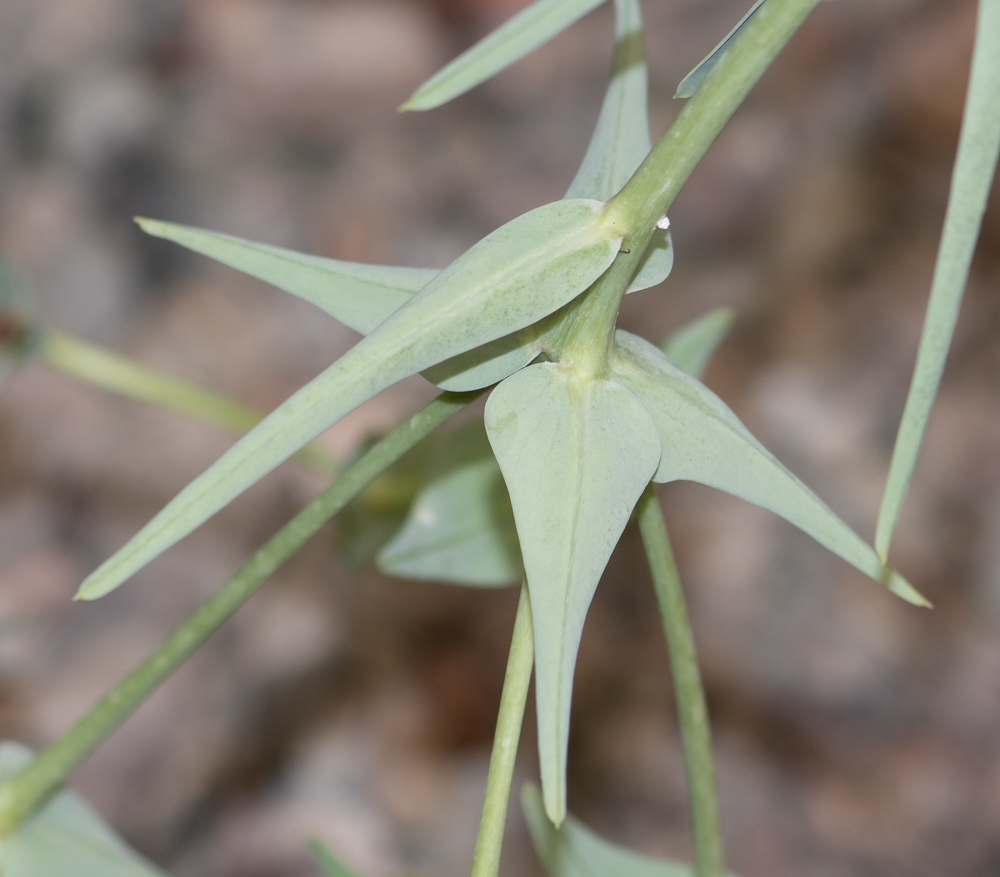 Image of Euphorbia monteiroi specimen.