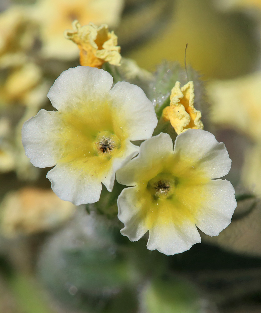 Image of Nonea alpestris specimen.