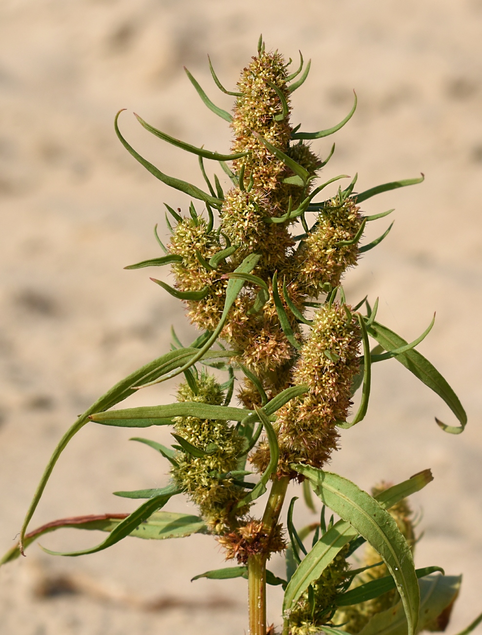 Image of Rumex maritimus specimen.