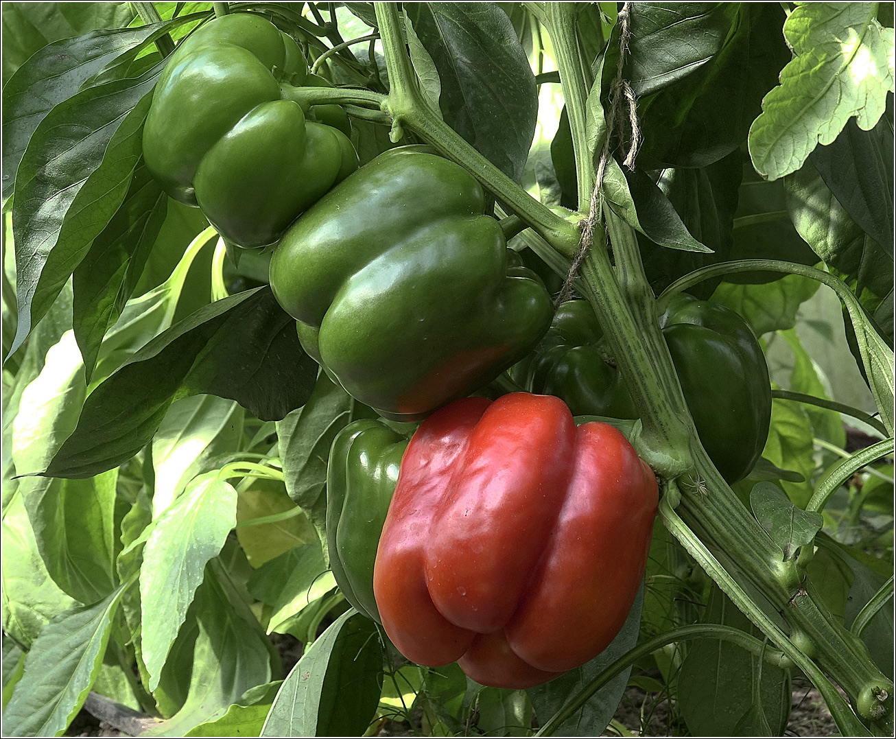 Image of Capsicum annuum specimen.