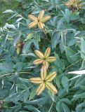 Paeonia suffruticosa. Верхушка плодоносящего растения. Крым, Симферополь, ботсад университета. 12 июля 2010 г.