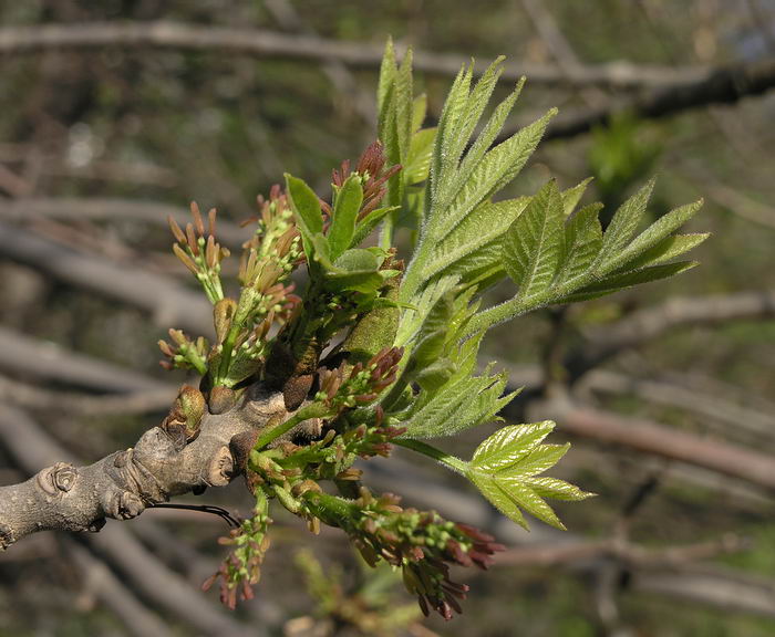 Изображение особи Fraxinus pennsylvanica.