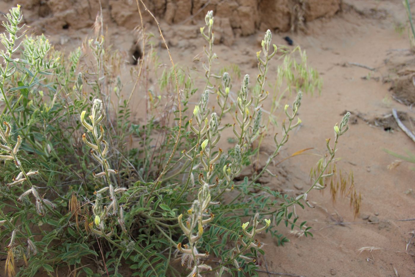 Image of Astragalus turczaninowii specimen.