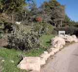 Searsia batophylla. Вегетирующее растение. Израиль, Иудейские горы, г. Иерусалим, ботанический сад университета. 11.01.2022.