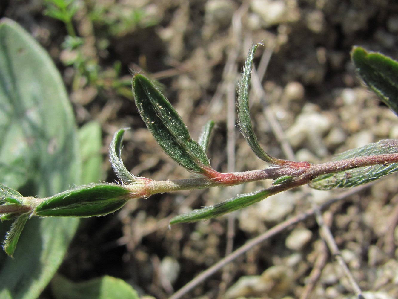 Image of Helianthemum buschii specimen.