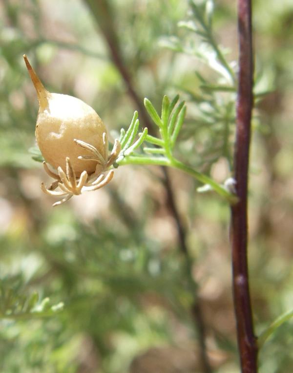 Изображение особи Artemisia aralensis.
