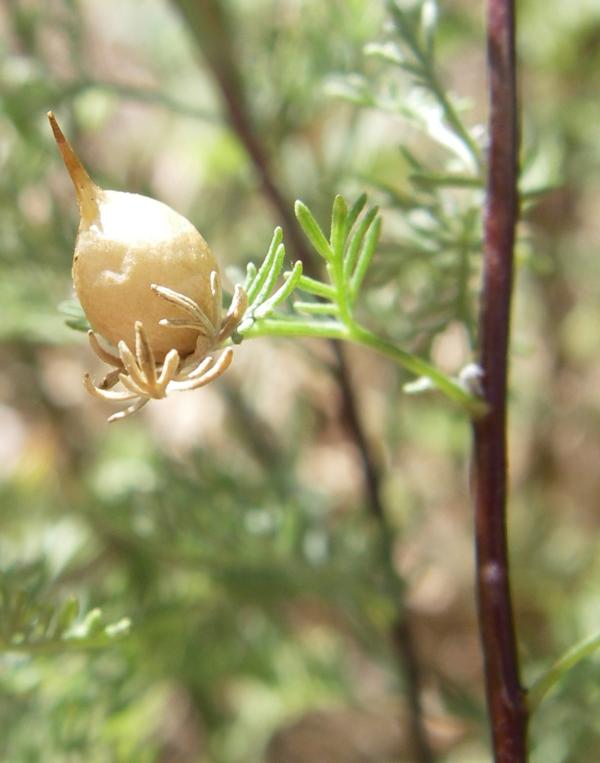 Image of Artemisia aralensis specimen.