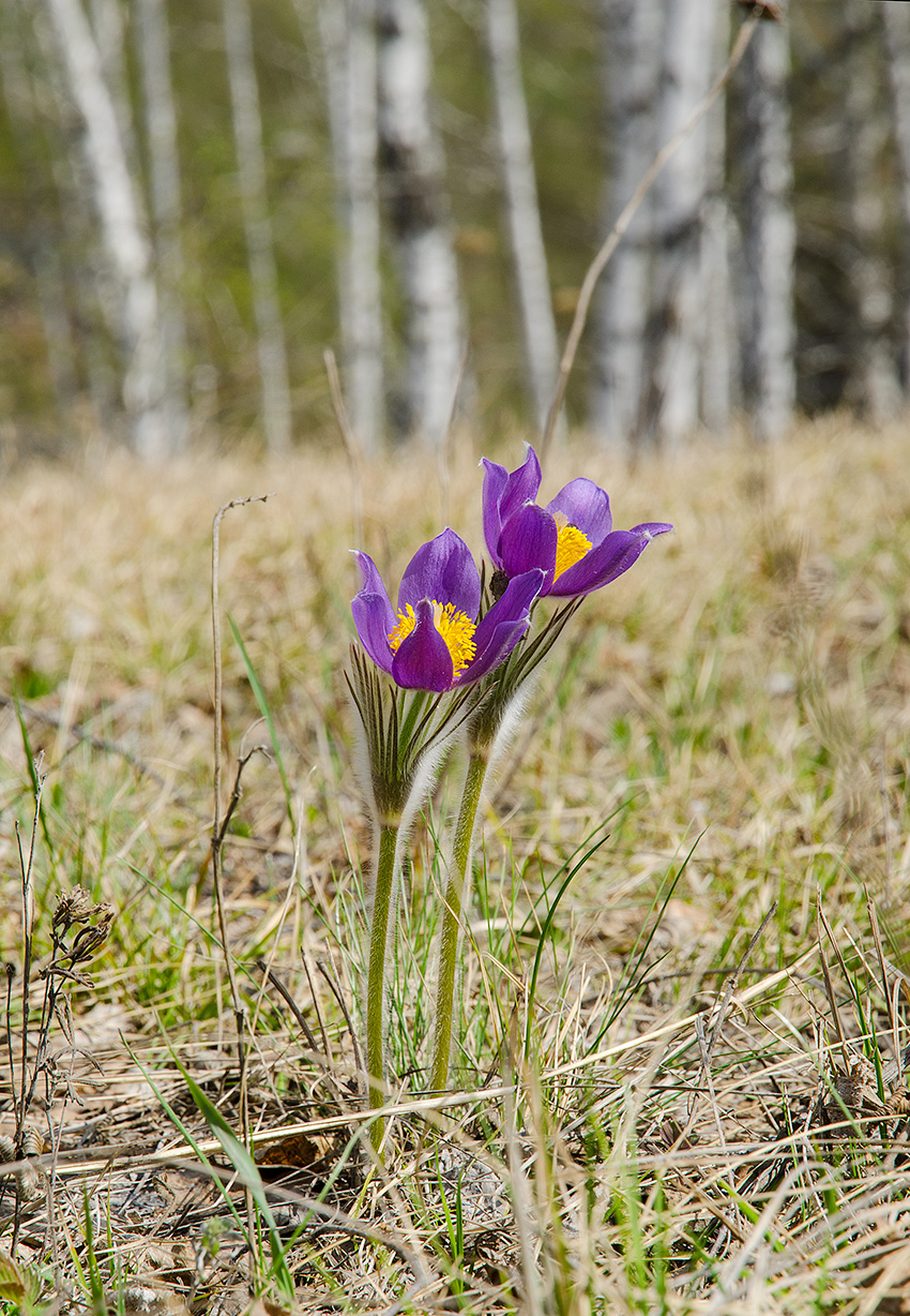 Image of Pulsatilla patens specimen.