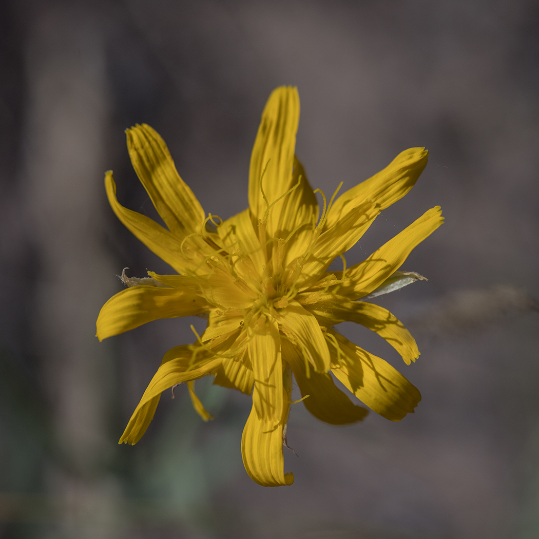 Image of Scorzonera ensifolia specimen.