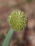 Allium altaicum. Соцветие в бутонах. Алтай, Кош-Агачский р-н, 3 км СВ с. Кокоря, сухое русло на дне степной балки. 24 июня 2022 г.