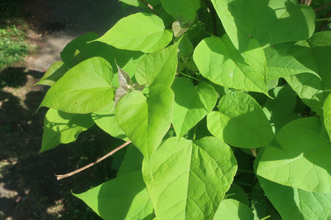 Изображение особи Catalpa bignonioides.