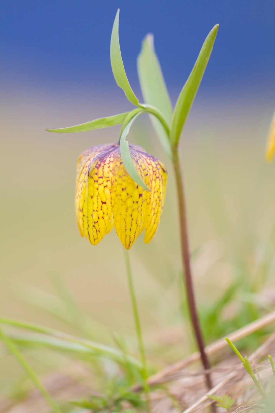 Изображение особи Fritillaria ophioglossifolia.