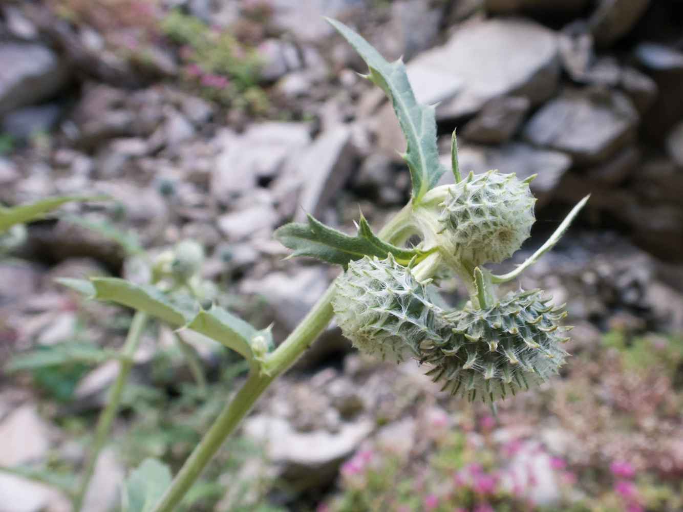 Изображение особи Cirsium buschianum.