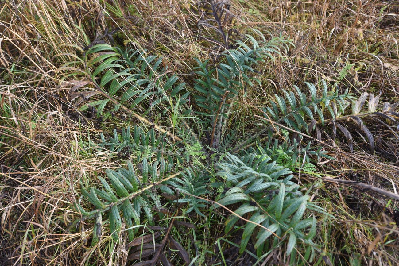 Изображение особи семейство Asteraceae.