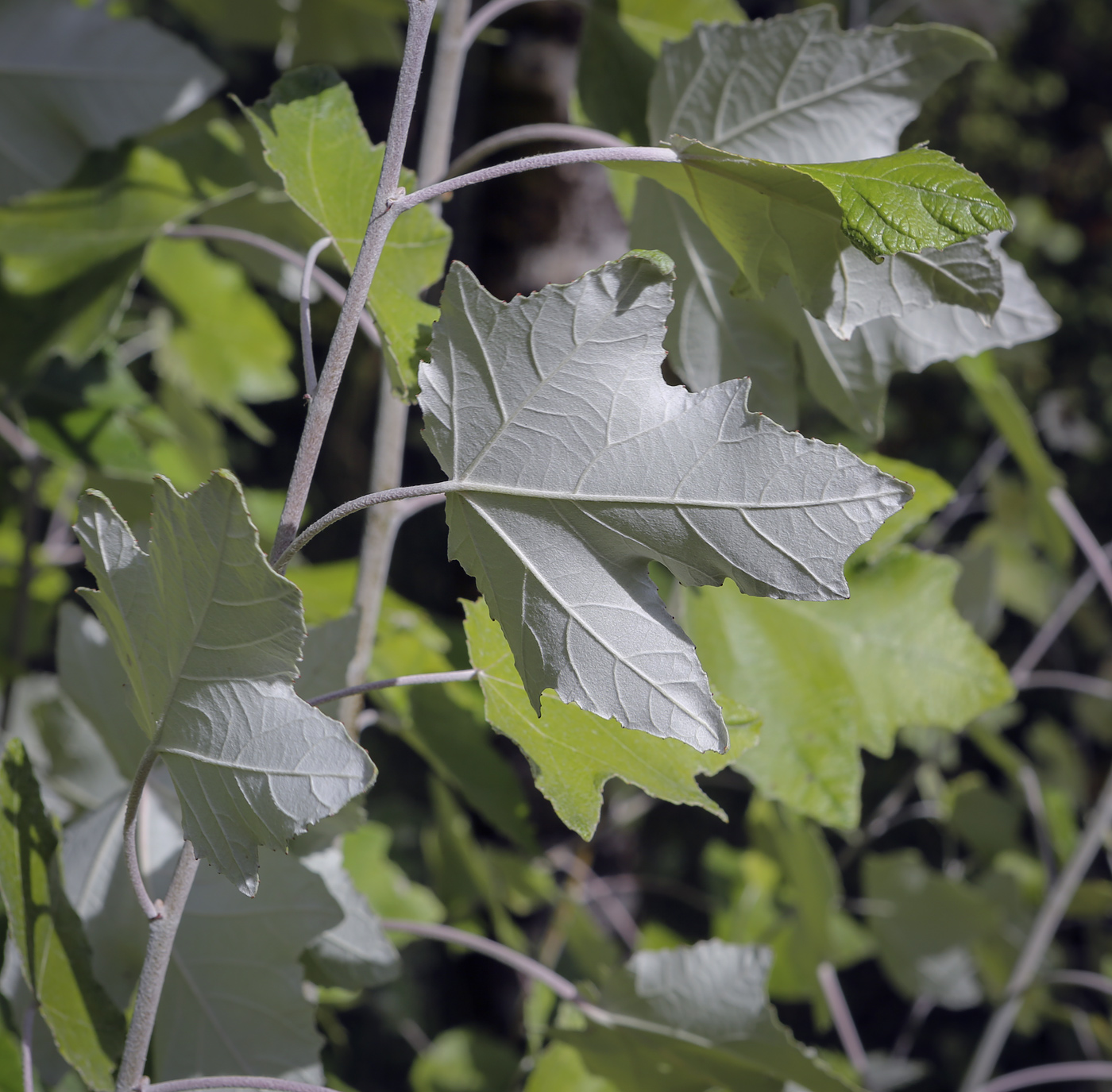 Изображение особи Populus &times; canescens.