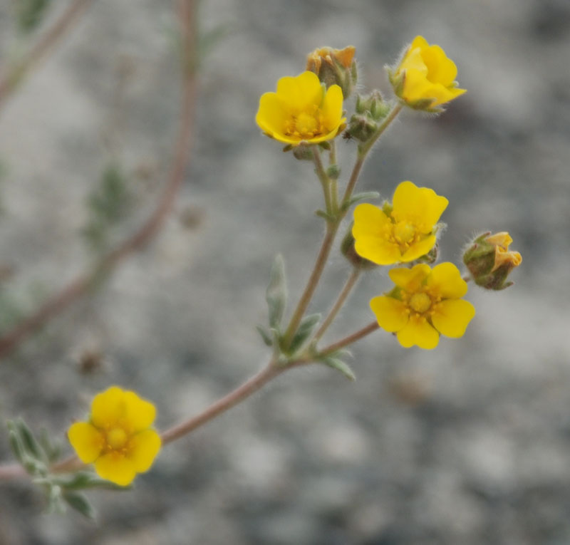 Изображение особи Potentilla lydiae.