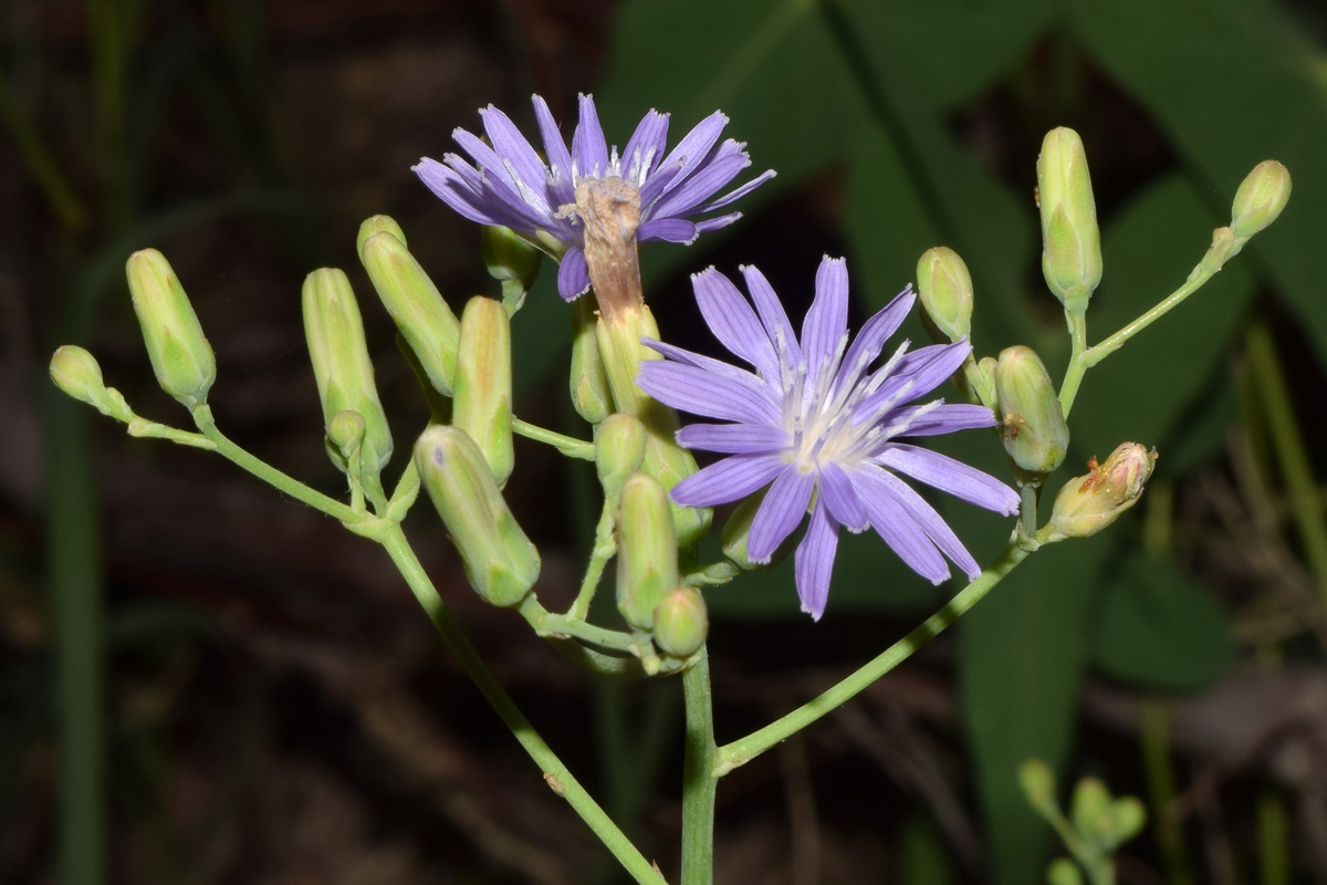 Image of Lactuca tatarica specimen.