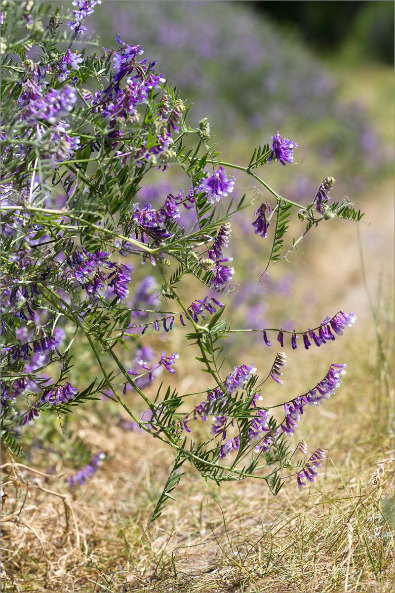 Изображение особи Vicia villosa.