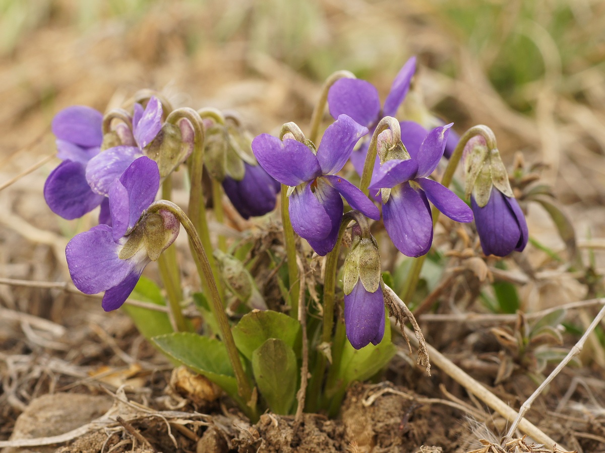 Image of Viola ambigua specimen.