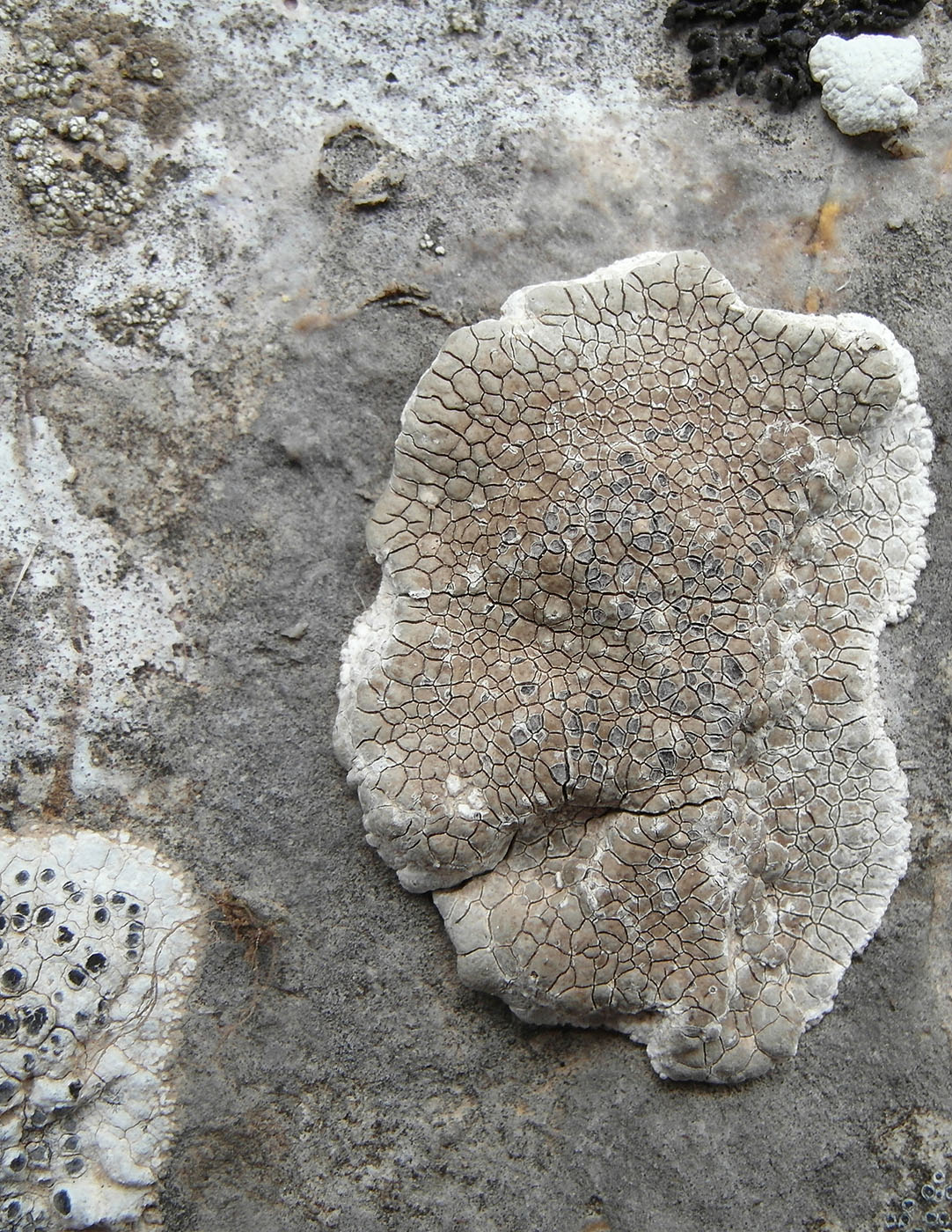 Image of genus Circinaria specimen.