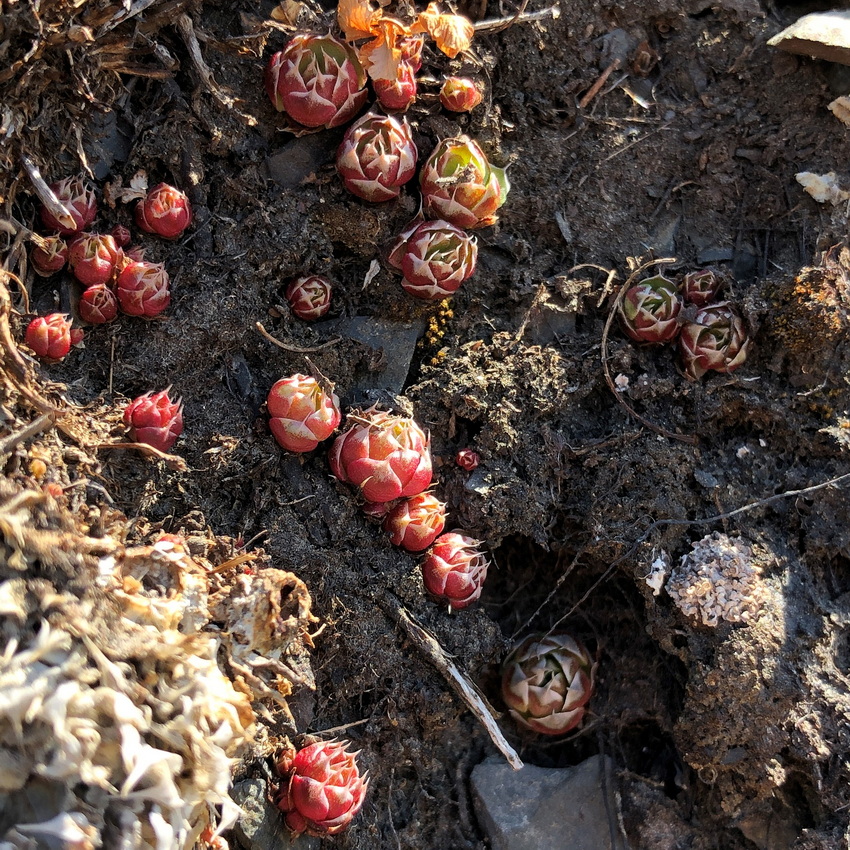 Image of genus Orostachys specimen.