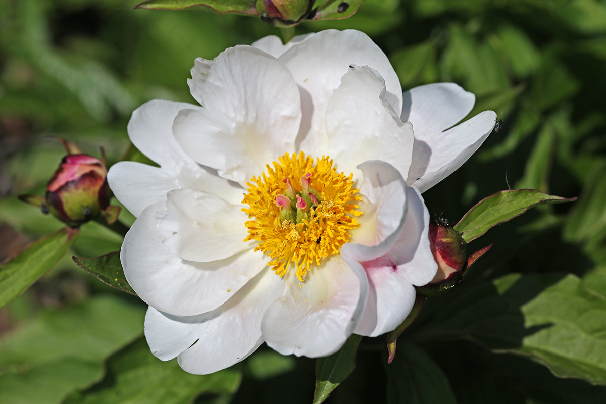 Изображение особи Paeonia lactiflora.