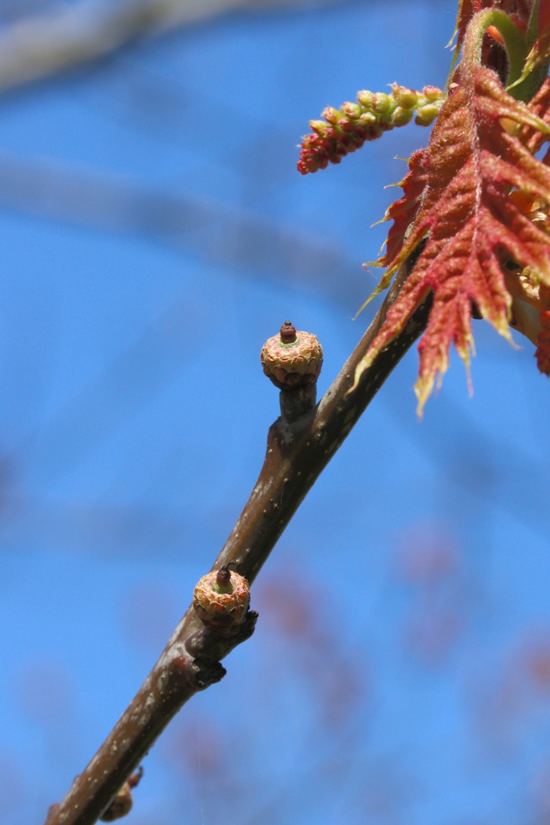 Image of Quercus rubra specimen.