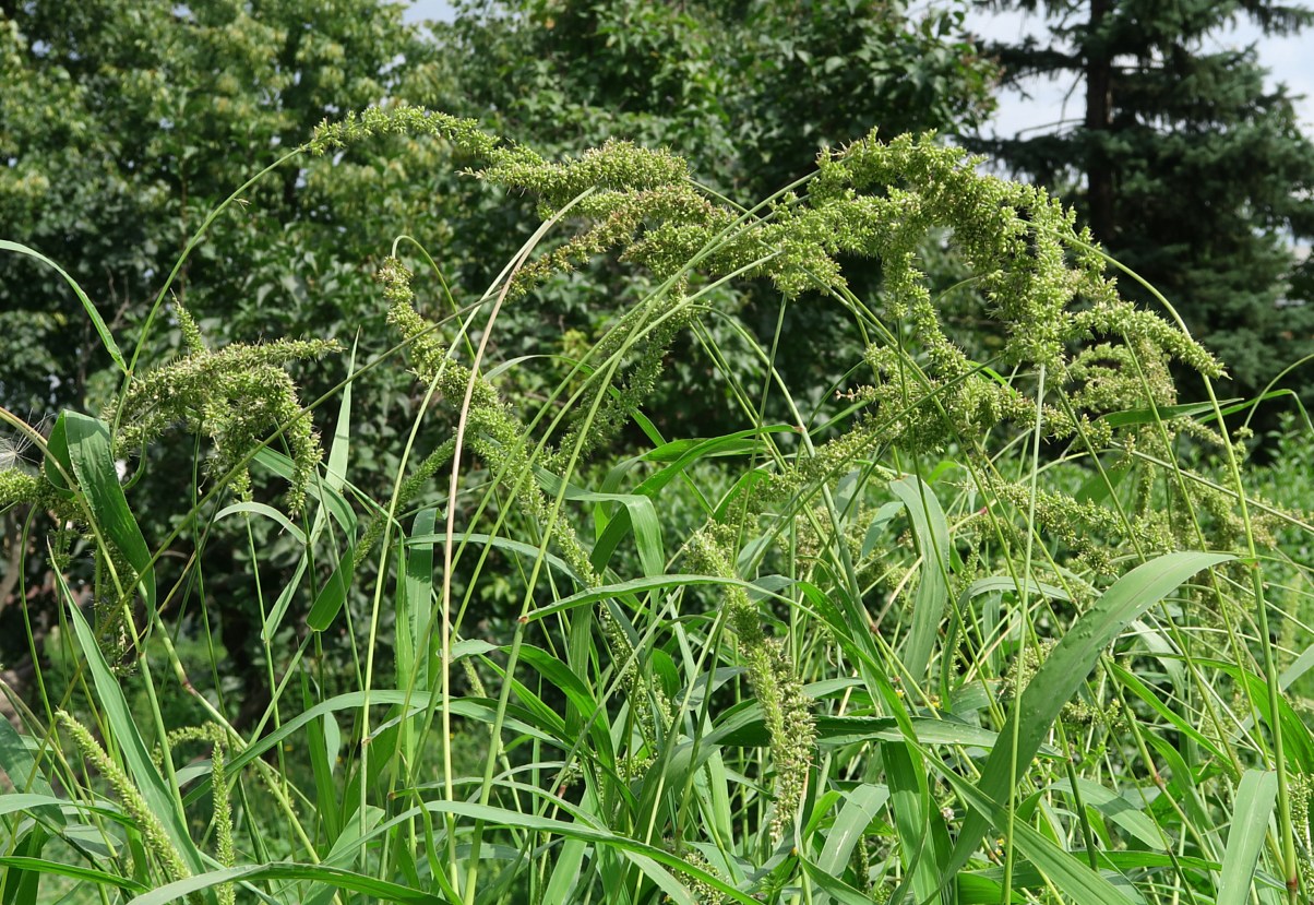 Image of Setaria verticillata specimen.