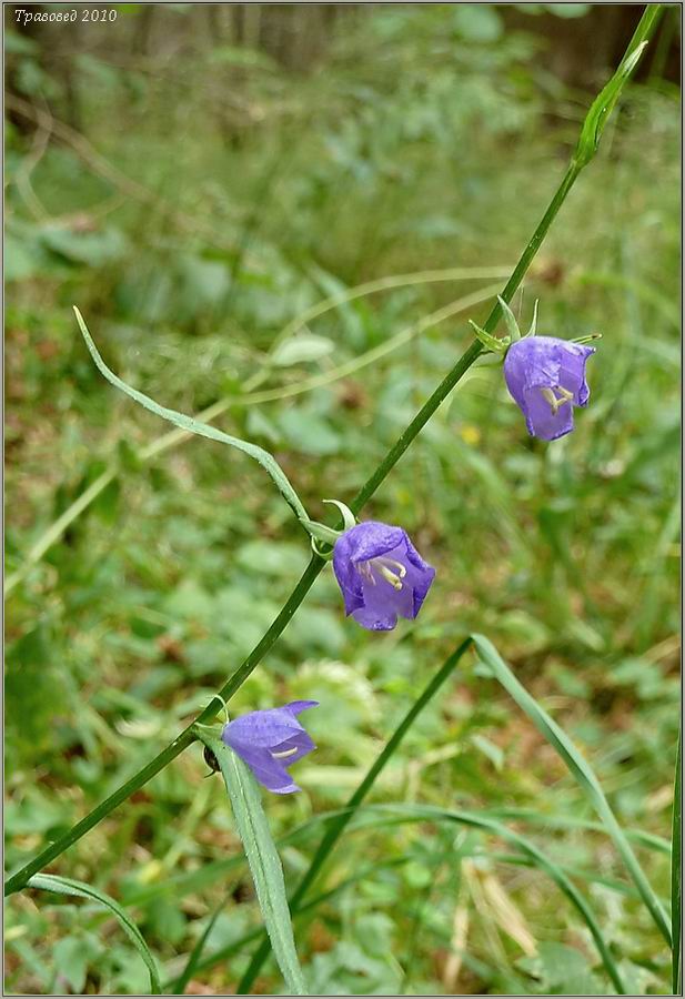 Image of Campanula persicifolia specimen.