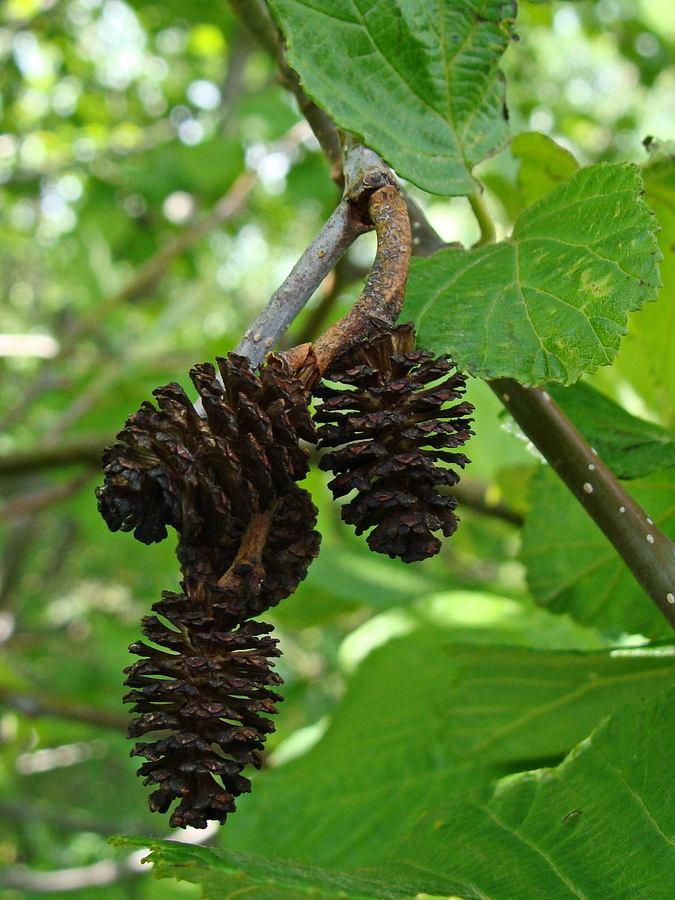 Image of Alnus hirsuta specimen.