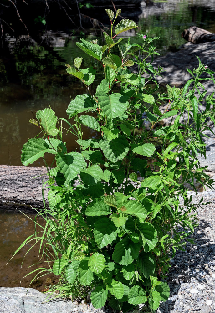 Изображение особи Alnus glutinosa.