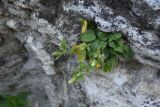 Campanula pendula