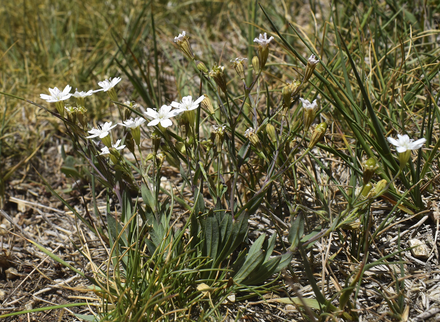 Image of Silene rupestris specimen.