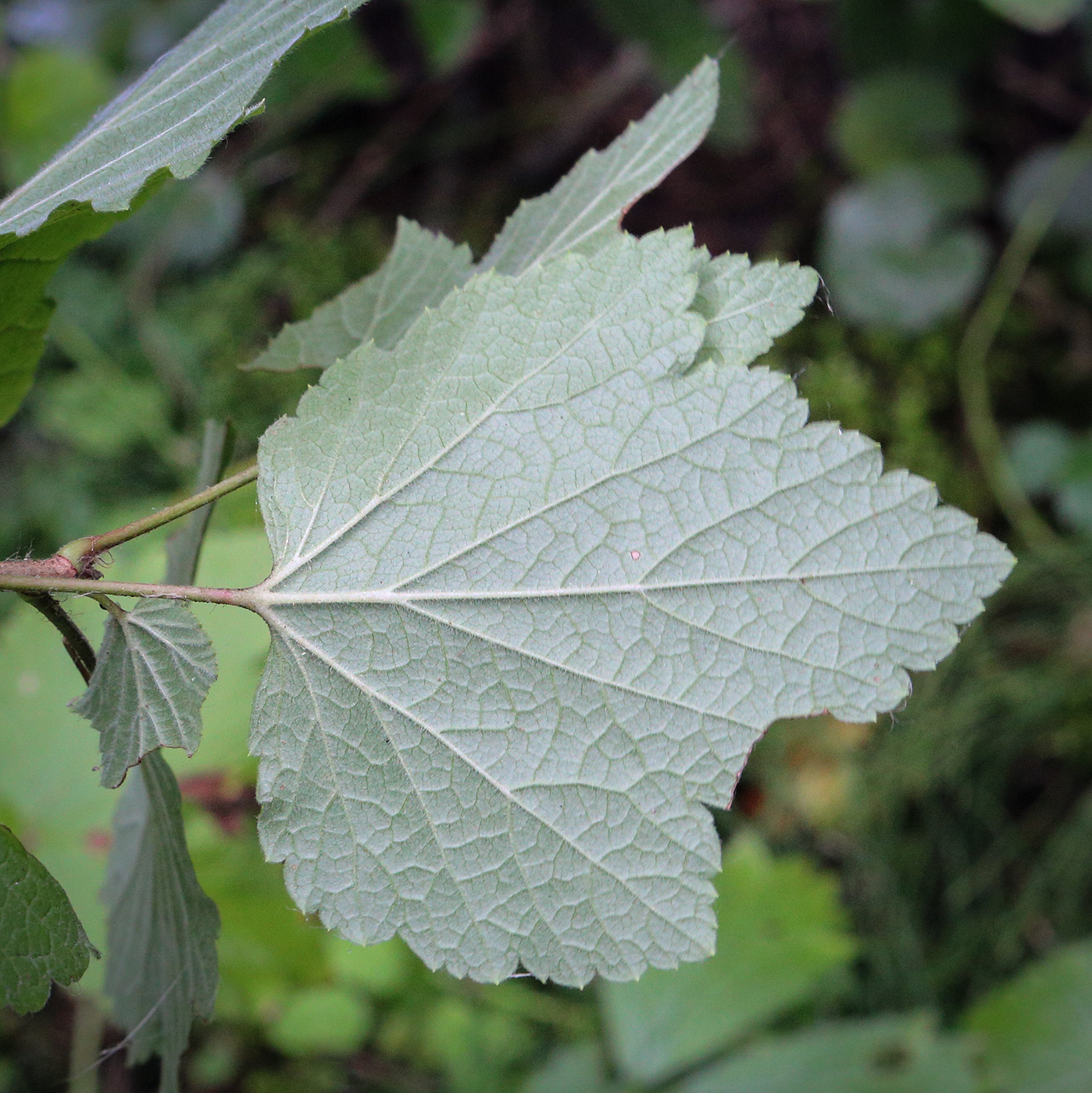 Изображение особи Ribes spicatum.