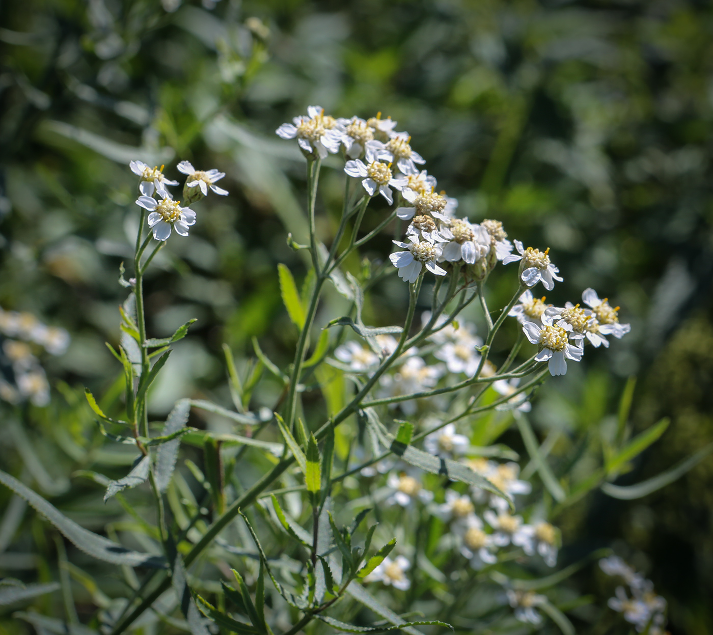 Изображение особи Achillea salicifolia.