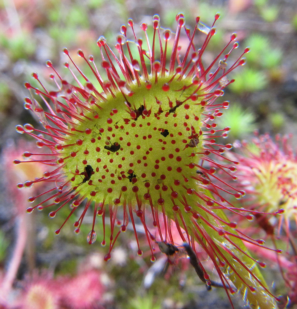 Image of Drosera rotundifolia specimen.