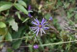 Aster bessarabicus. Соцветие. Чечня, Шаройский р-н, западный склон пер. Цумандинский, выс. 1950 м н.у.м., луг. 23 августа 2023 г.