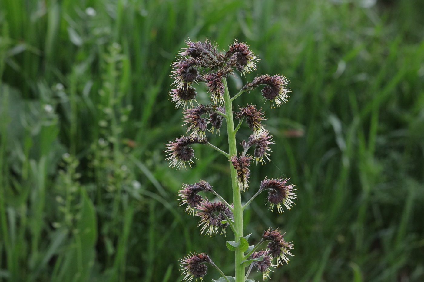 Изображение особи Solenanthus circinnatus.