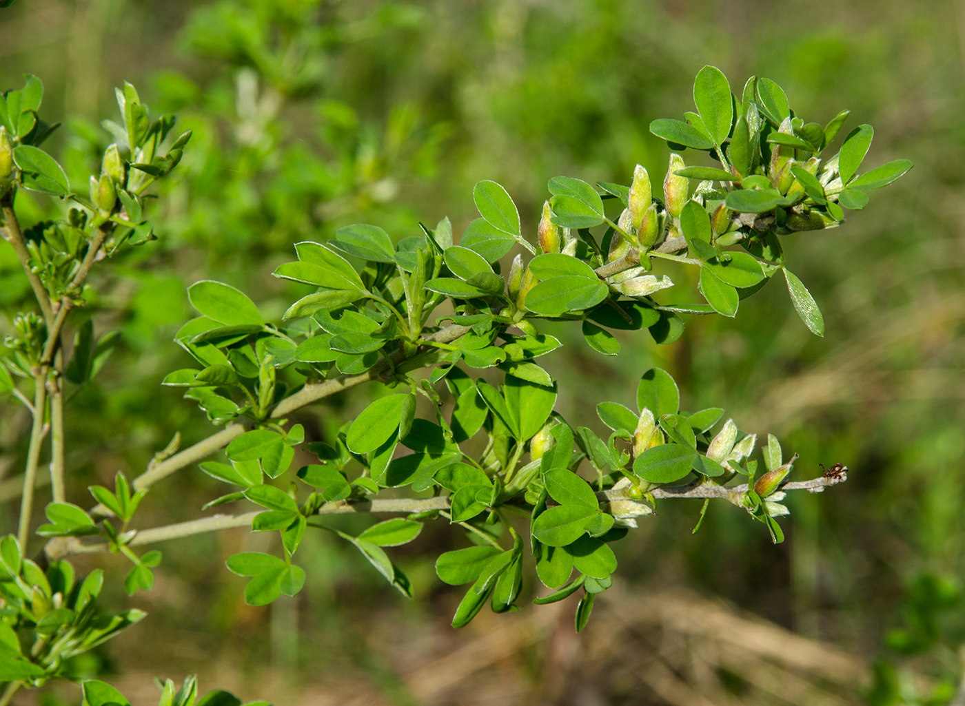 Image of Chamaecytisus ruthenicus specimen.