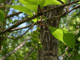 Schisandra chinensis. Побег с незрелыми плодами. Приморский край, 25 км Ю-З Уссурийска, 10 км Ю-З пос Кроуновка. 2 августа 2004 г.