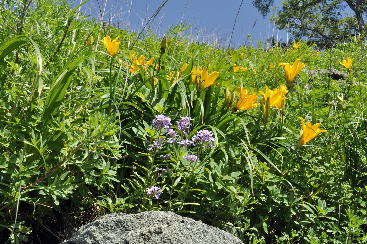 Image of Hemerocallis middendorffii specimen.