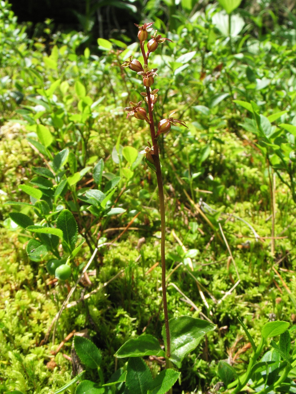 Изображение особи Listera cordata.