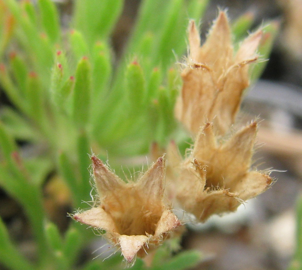 Image of Chamaerhodos altaica specimen.